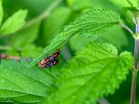 Gemeiner Weichkäfer oder Soldatenkäfer bei der Paarung